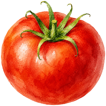 Tomate — Cœur de Bœuf